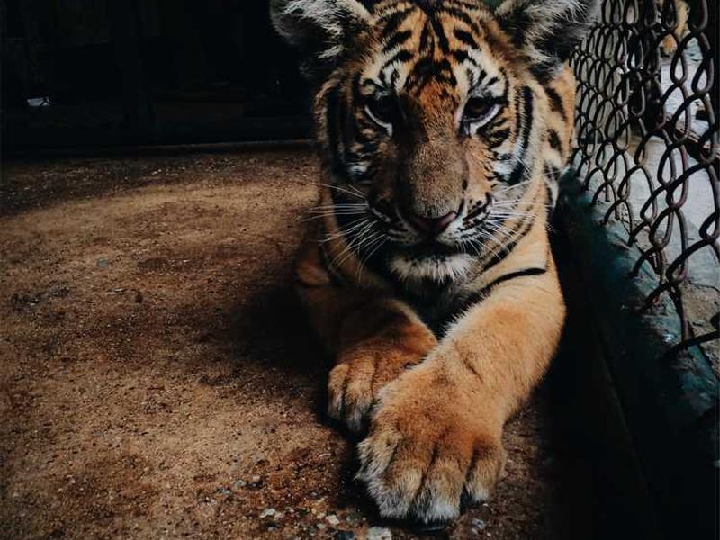 Strategic Consulting